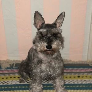 Meet your Posher, Hazel